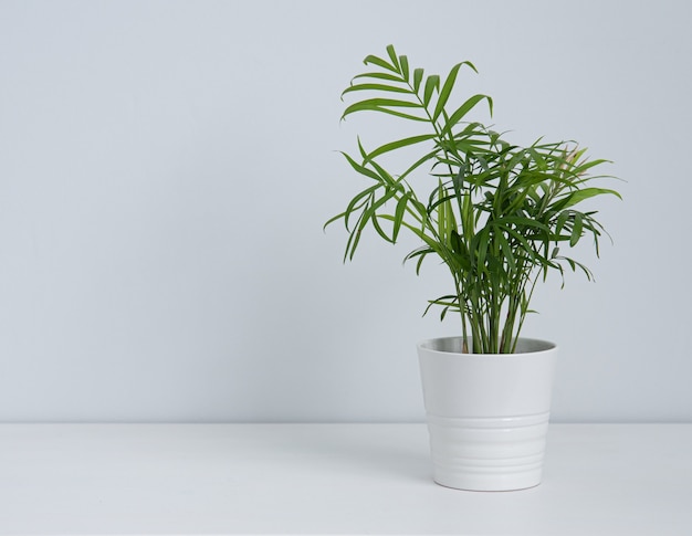 Belle plante d'intérieur palmier en pot blanc sur tableau blanc. Vue de face et copie de l'image de l'espace