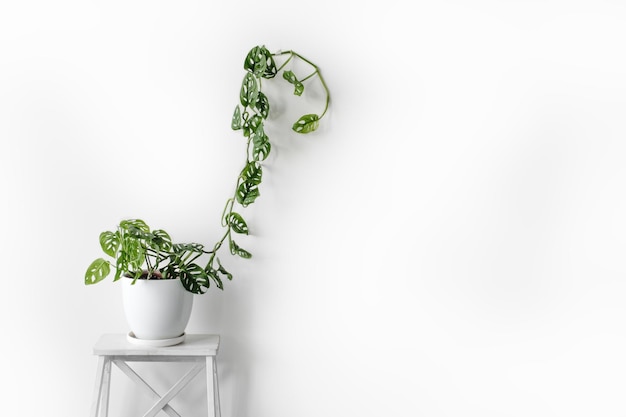 Belle plante monstera masque de singe dans un pot blanc se tient sur un piédestal blanc sur un fond blanc