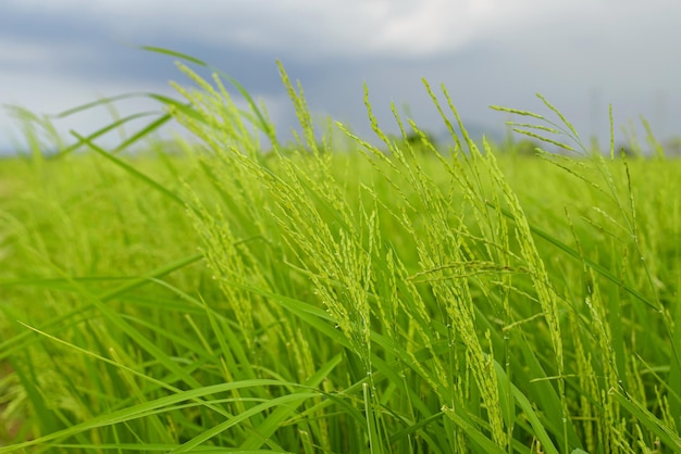 Photo belle plante de riz vert pour le fond