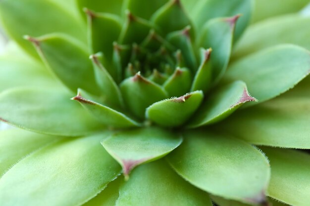 Photo belle plante succulente se bouchent