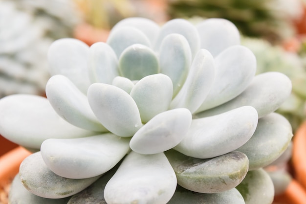 Belle plante succulente en serre