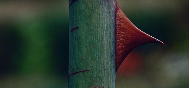 belle plante verte colorée