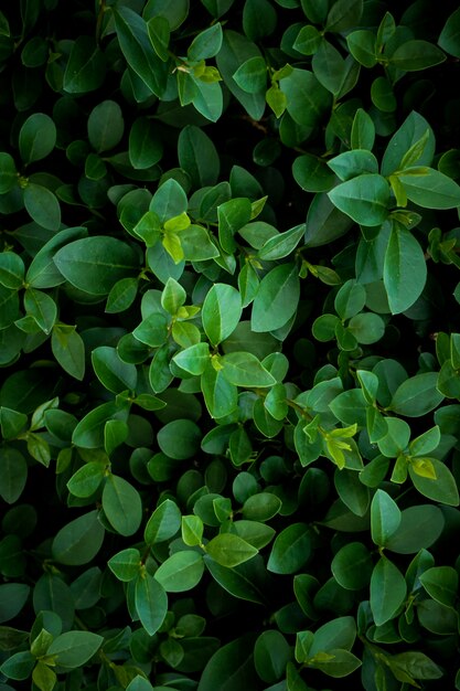 la belle plante verte laisse dans le jardin dans la nature