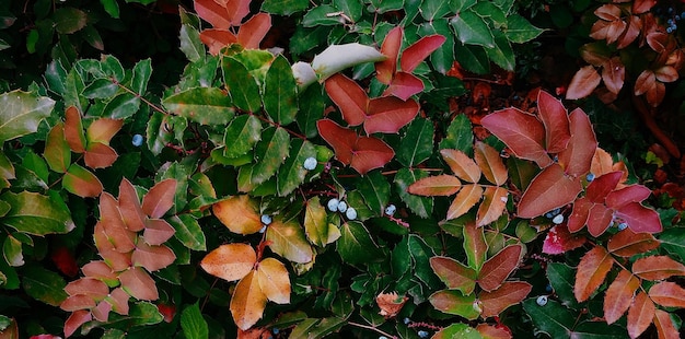 belle plante verte naturelle