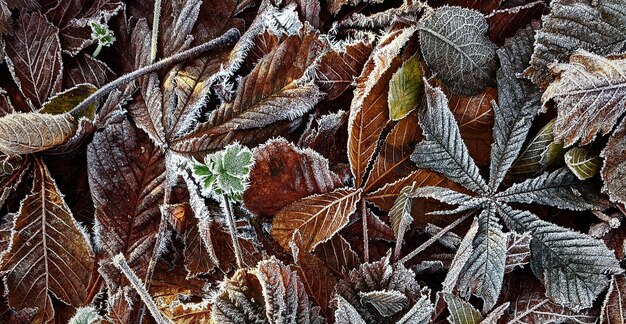 belle plante verte naturelle