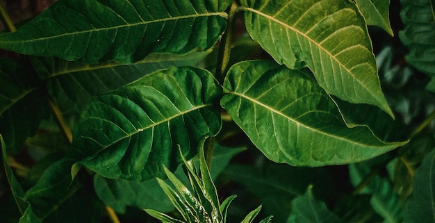 belle plante verte naturelle