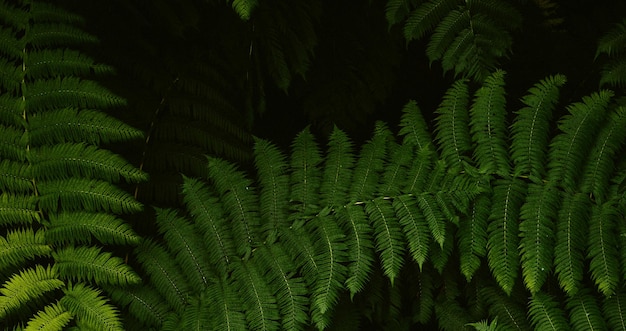 belle plante verte naturelle