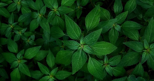 belle plante verte naturelle