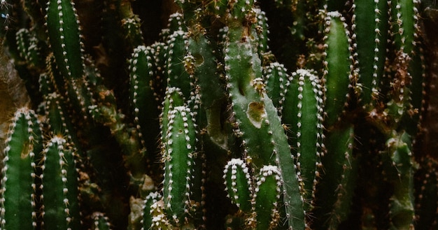 belle plante verte naturelle