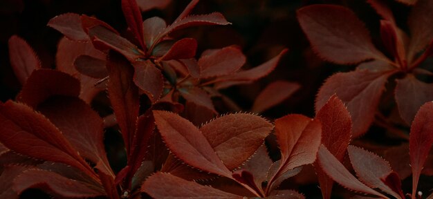 belle plante verte naturelle