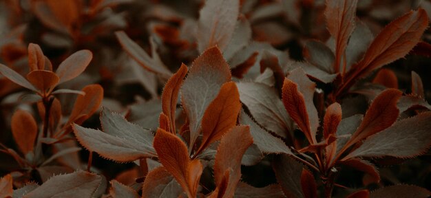 belle plante verte naturelle