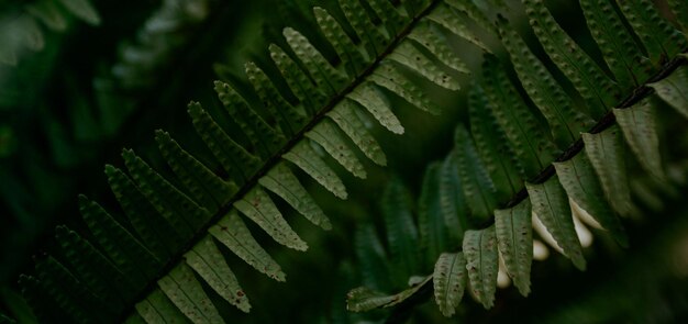 belle plante verte naturelle