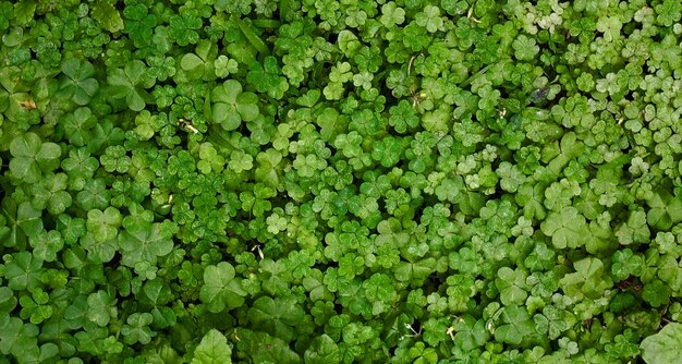 belle plante verte naturelle