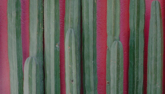 belle plante verte naturelle