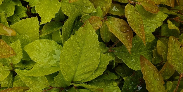 belle plante verte naturelle