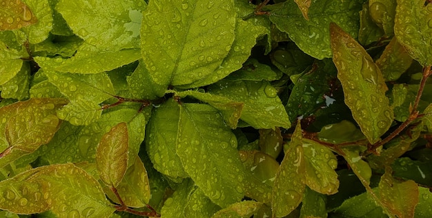 belle plante verte naturelle