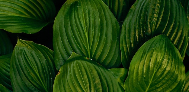 belle plante verte naturelle