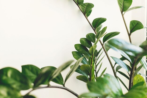 Belle plante zamioculcas à la lumière ensoleillée sur le rebord de la fenêtre sur fond blanc Plantes d'intérieur dans une pièce intérieure moderne Feuilles vertes fraîches zz plante gros plan