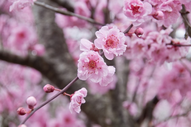 Belle pleine fleur de cerisier rose arbre de sakura