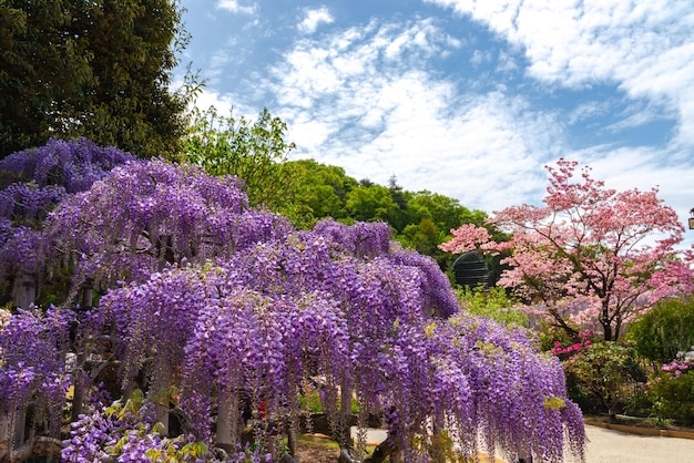 Belle pleine floraison de fleurs de treillis d'arbres de fleurs de glycine rose pourpre au printemps journée ensoleillée