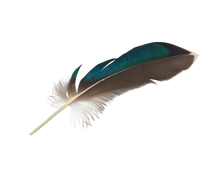 Photo belle plume sur fond blanc