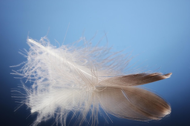 Belle plume sur fond bleu