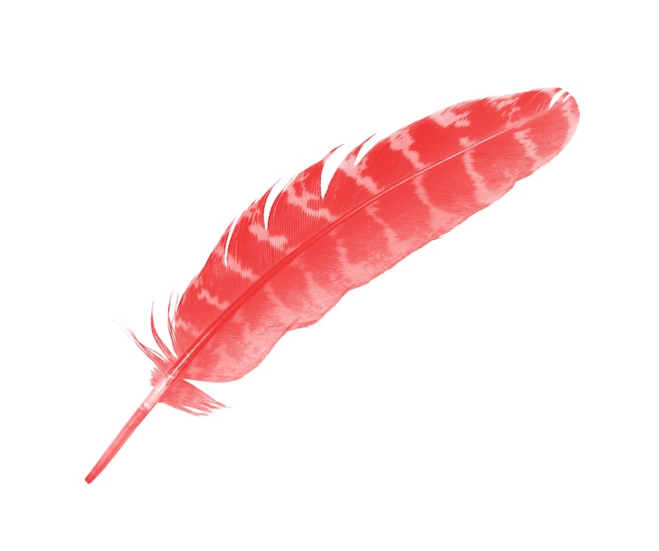 Photo belle plume de marron rouge isolé sur fond blanc