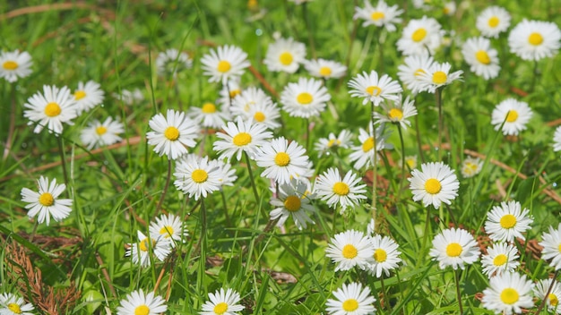 Belle prairie au printemps pleine de marguerites en fleurs pelouse au printemps de près