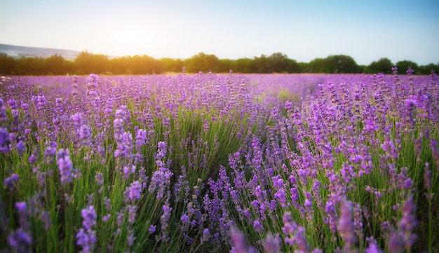 Belle prairie de lavande.