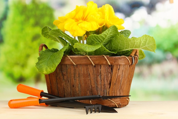 Belle primevère jaune dans un panier sur une table en bois sur fond vert