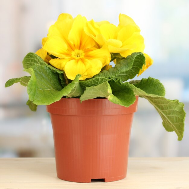 Belle primevère jaune en pot de fleurs sur rebord de fenêtre en bois