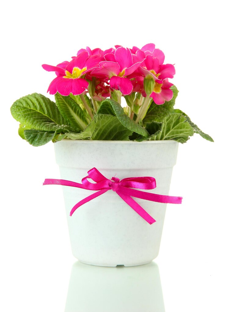 Photo belle primevère rose en pot isolé sur blanc