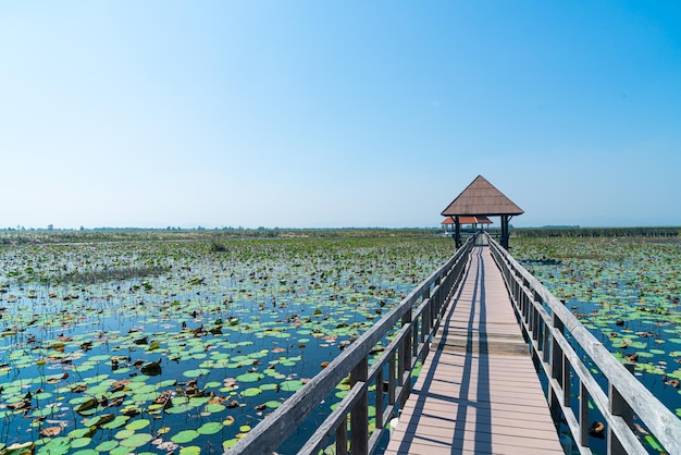 Belle promenade en bois à Sam Roi Yot Freshwater Marsh ou Bueng Bua Khao Sam Roi Yot National Park en Thaïlande