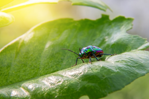 Belle punaise sur une grande feuille verte, coccinelle verte avec la lumière du soleil.