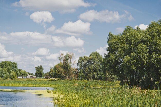 Belle quenouille à feuilles étroites d'herbe envahie sur un fond de canard