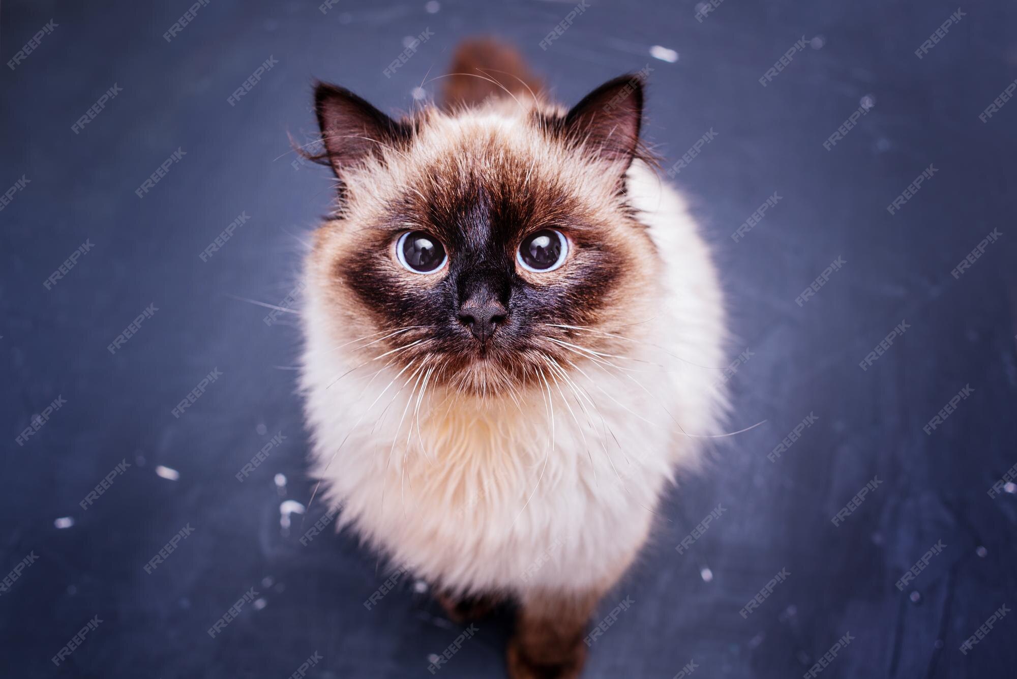 Belle Race De Chat Chaton Neva Masquerade Grand Sur Un Fond De Ciment Noir Chat Hypoallergenique Photo Premium