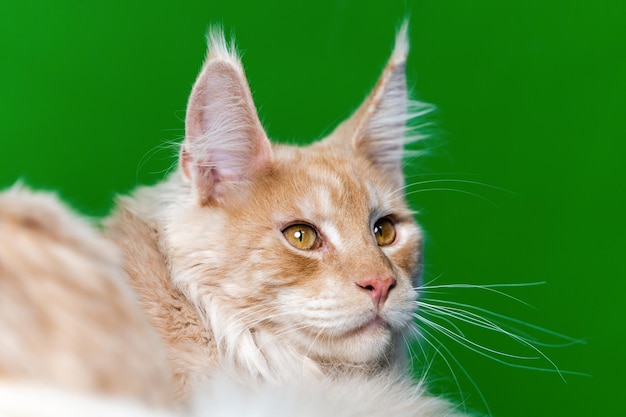 Belle Race De Chat A Poil Long Maine Shag Cat Portrait De Chat Domestique Tabby Rouge Allonge Sur Un Motif Vert Photo Premium