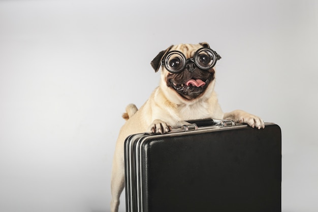 Belle race de chien de compagnie Carlino avec des lunettes de pâte de cul de bouteille téléchargées dans une mallette de direction.