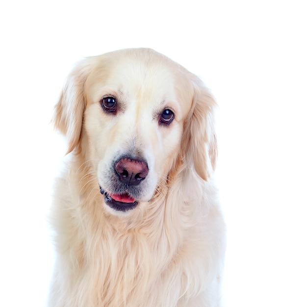 Belle race de chien Golden Retriever