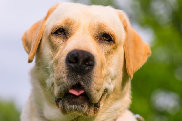 Une belle race de chien, un labrador retriever, se promène dans le parc.