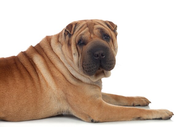 Belle race de chien Shar Pei