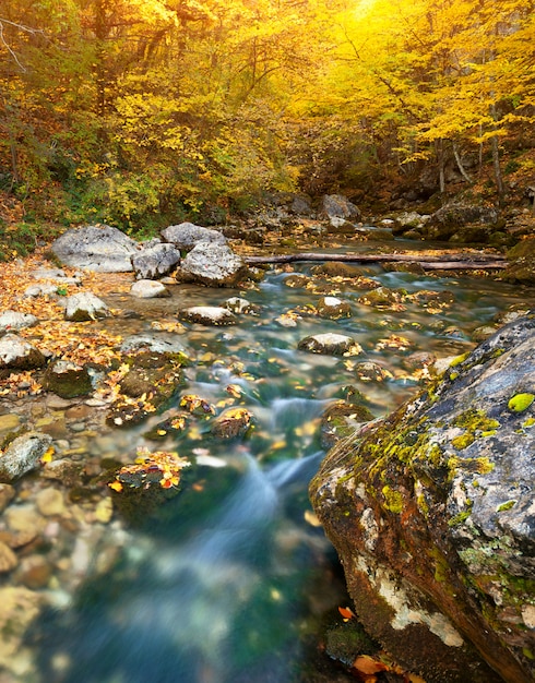 Belle rivière dans la forêt d'automne