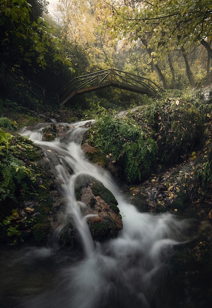 Photo belle rivière dans un paysage de forêt