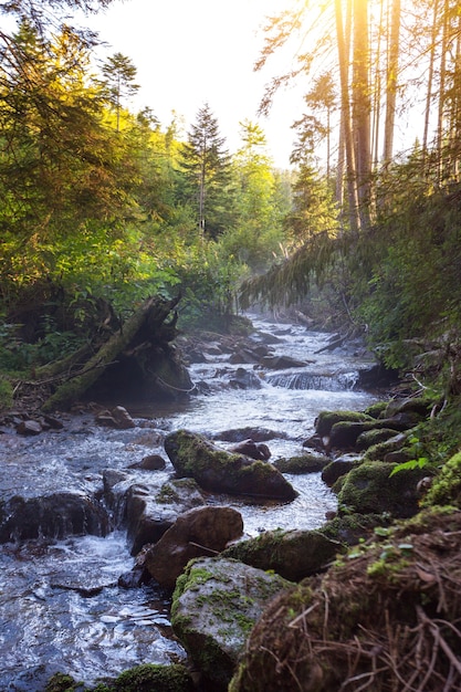 Belle rivière de montagne à l'aube dans les Carpates, ukraine