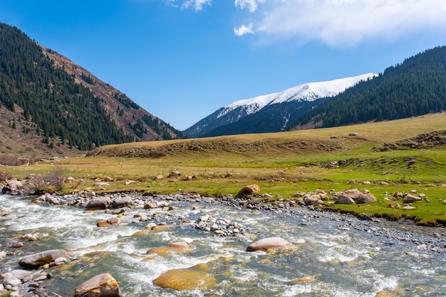 Une belle rivière de montagne avec un fort courant de mousse et des éclaboussures d'eau Une belle riviere de montagne avec une forêt d'épices qui pousse autour