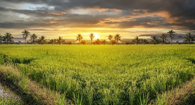 Photo belle rizière au coucher du soleil