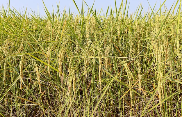 Photo belle rizière dorée et oreille de riz rizières de plantation ferme de riz asiatique biologique et agriculture paysagère