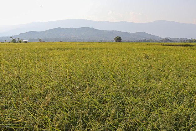 Photo belle rizière dorée et oreille de riz rizières de plantation ferme de riz asiatique biologique et agriculture paysagère