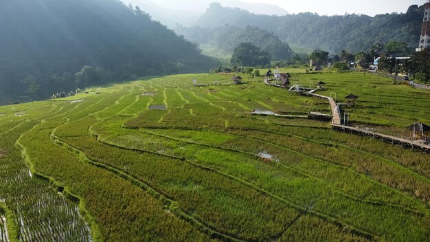 Belle rizière à Pakis Village Kendal Indonésie Vue du matin