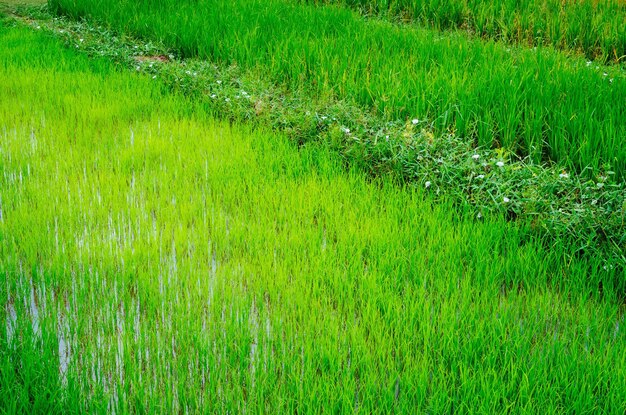 Belle rizière verte avec fond de texture de mise au point sélective L'espace de copie de l'agriculture asiatique